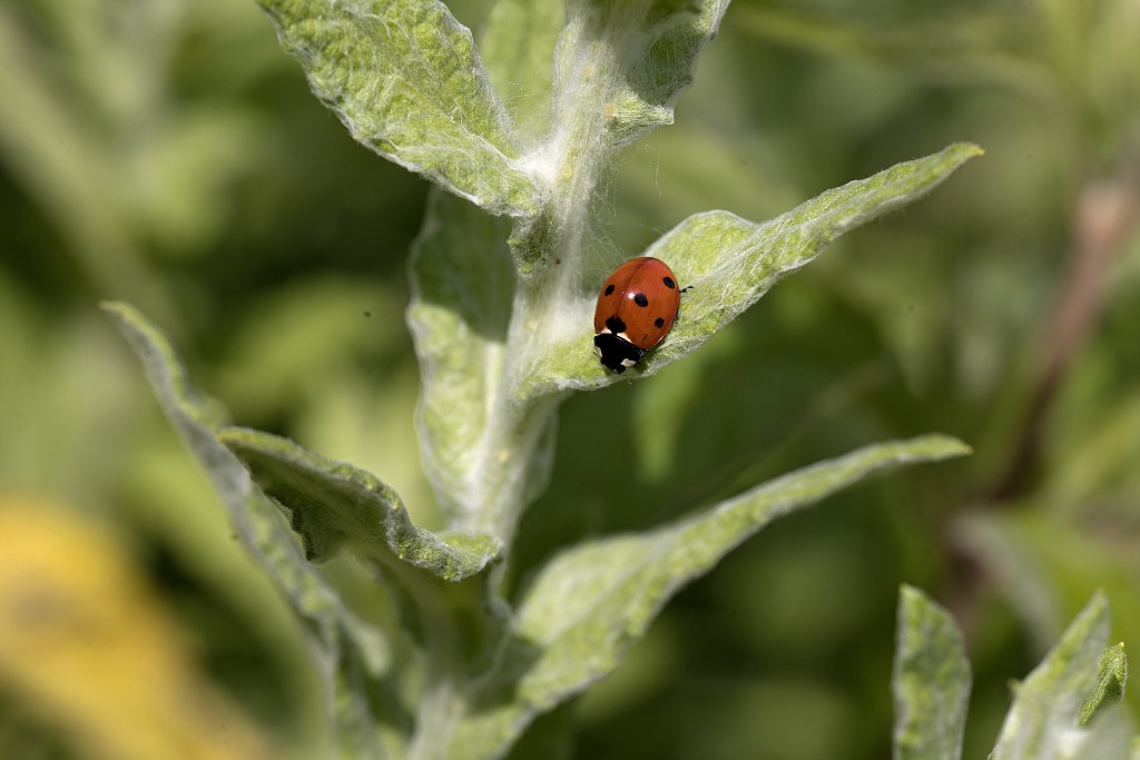 Coccinella septempunctata Lieveheersbeestje insect insecten kever kevers tor torren spin spinnen wesp wespen bij bijen sprinkhaan sprinkhanen vlieg vliegen mug muggen